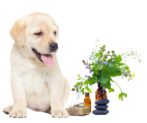Aroma Scents Naturals - Essential Oil Pet Safety
