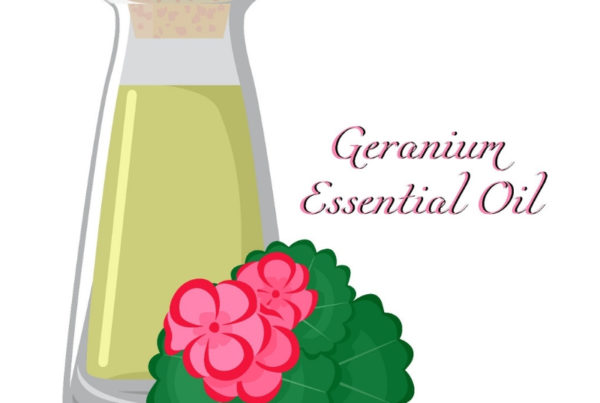 Aroma Scents Naturals - Geranium Essential Oil